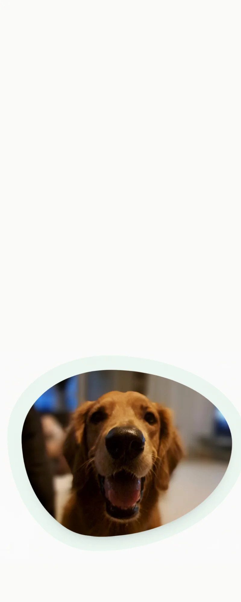 Cachorro feliz atendido na clínica